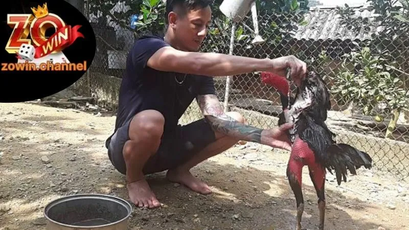 Thực phẩm bổ sung cho gà đá