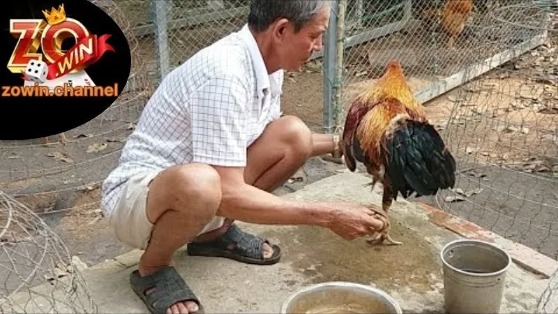 Các bước trong cách tắm cho gà đá