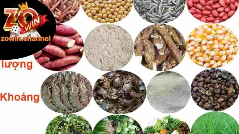 Xây dựng một chế độ dinh dưỡng hoàn chỉnh cho gà đá