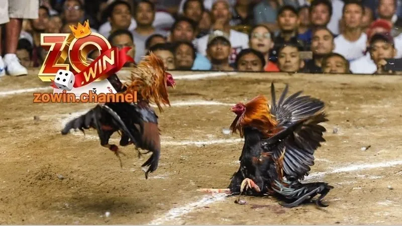 Khám phá chuyên mục Đá gà Zowin