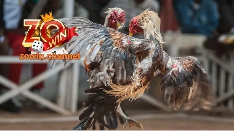 Hướng dẫn đăng ký và tham gia chơi đá gà Zowin