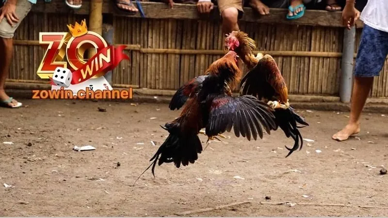 Các hình thức chơi đá gà Zowin